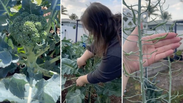 "Learning new ways to use your plants will help you get even more bang for your buck in the garden."