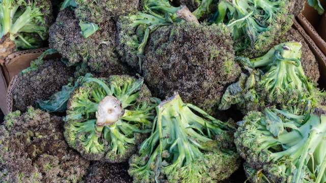 "We can’t afford to ruin our reputation over a few crops."