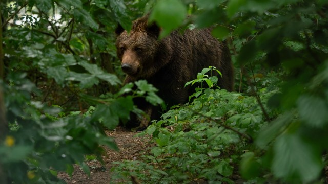 "She grabbed my left thigh; I panicked and fired a shot."