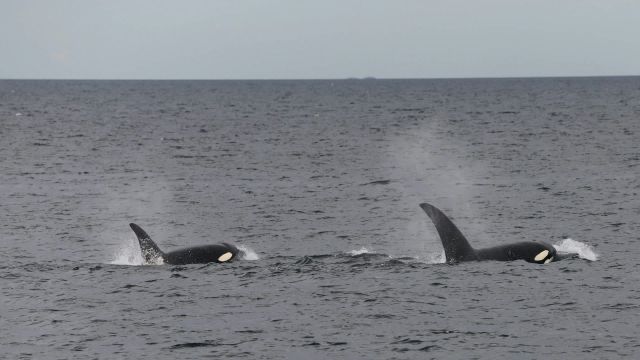 "They're more elusive — and critically endangered."