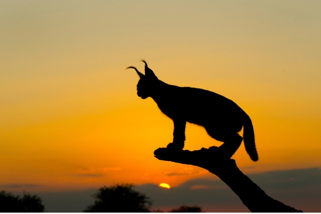 "An encouraging sign for conservation efforts."