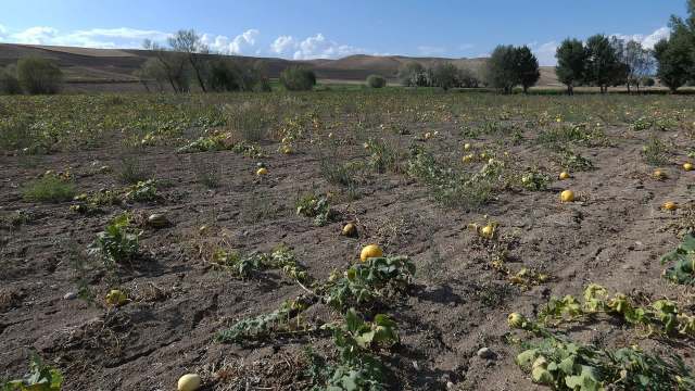 "Could lead to lower yields."