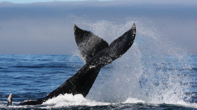 Even as the world's biodiversity decreases, mostly because of human activity, conservation efforts do work.