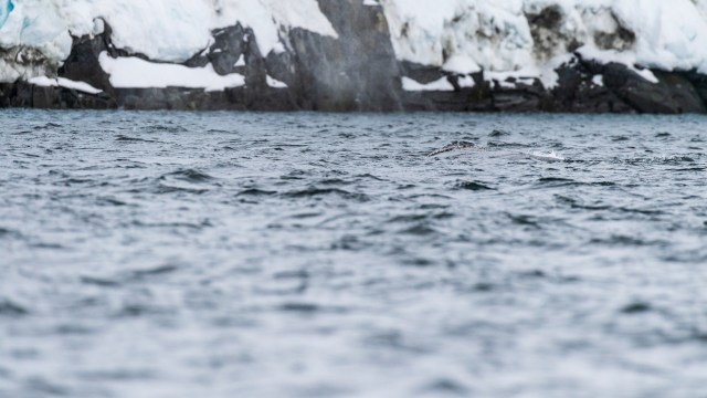Experts came to conclusions about the deaths of the beluga and narwhal whales.