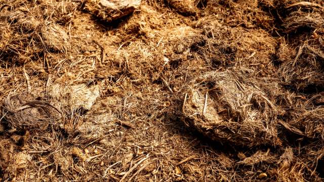 Elephants play an important role in the ecosystem.