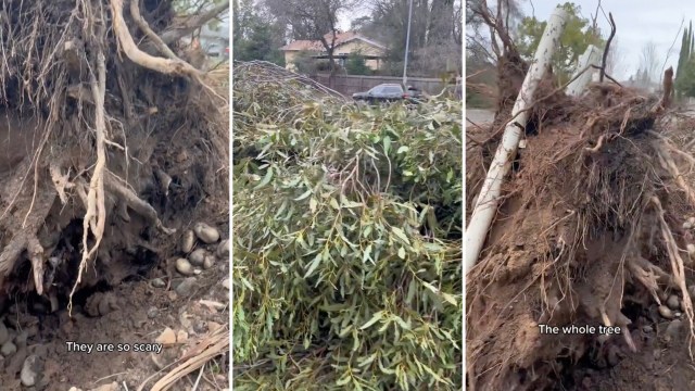 "These trees are falling everywhere from the winter storms and cause wildfires every year."