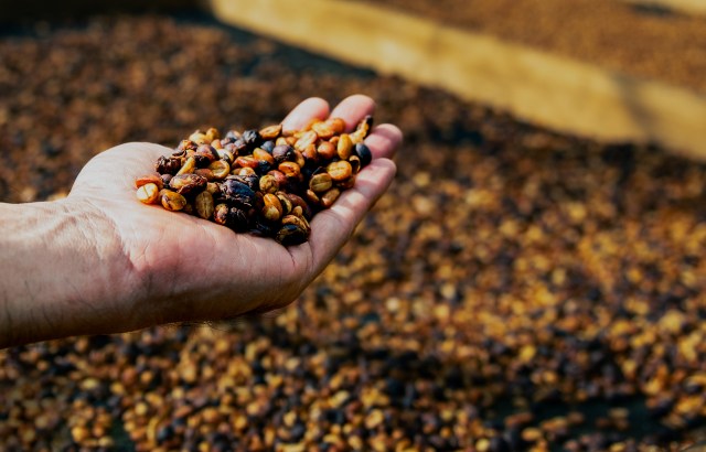 "There's so little known about this coffee."