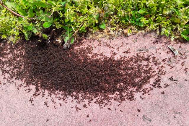 "They’re crawling over patios, they’re coming into our homes."