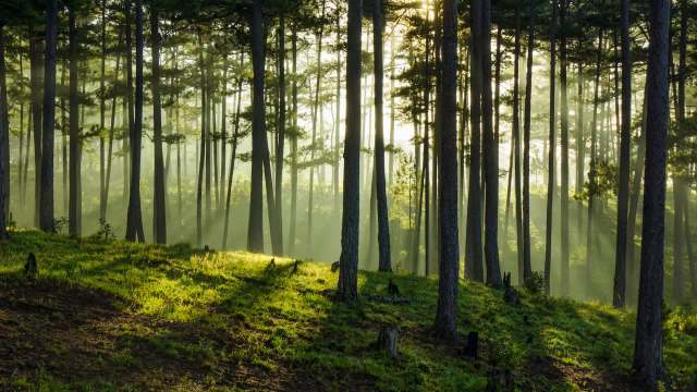 Strategically placed trail cameras allow scientists to check in on a species or observe a species' absence.