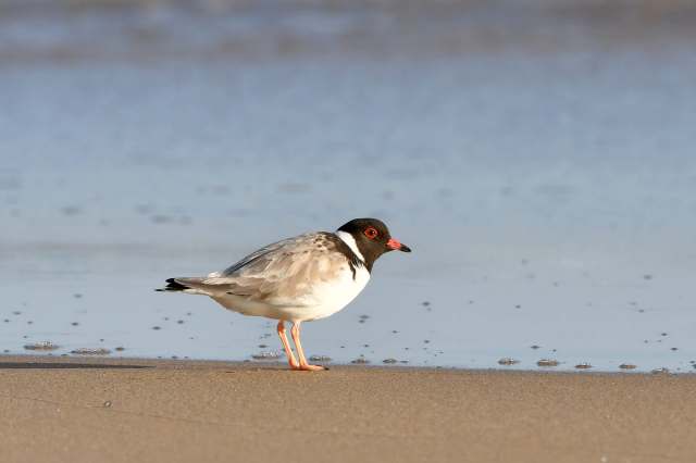 Flooded beaches and worsening storms leave much less dry land for the birds to nest and lay eggs.