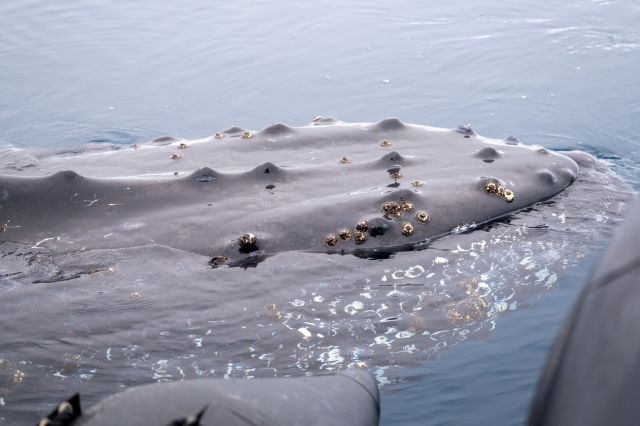The Baltic is too shallow and doesn’t have enough food for humpbacks.