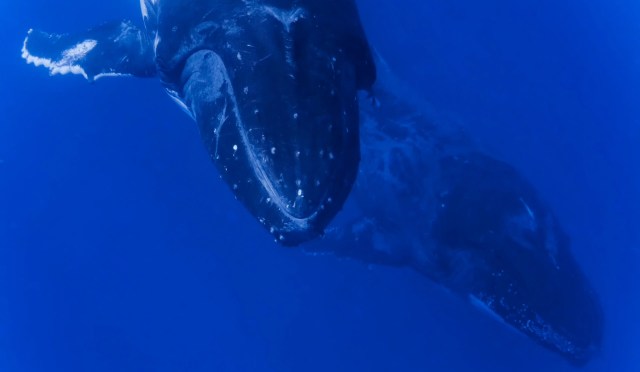 "It’s not just about protecting whales; it’s about preserving the delicate balance of marine ecosystems."