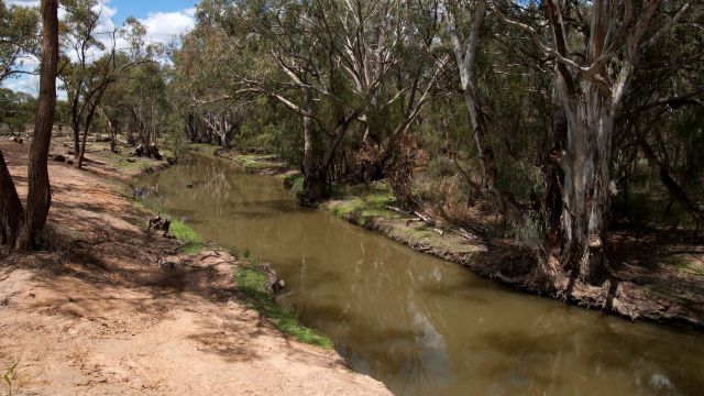 The boa constrictor poses a threat to the nation's biosecurity.