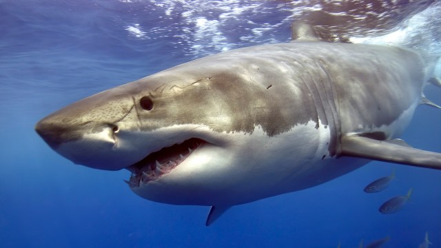 "Sharks have more to fear from humans than we do of them."