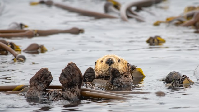 The researchers were able to identify patterns.
