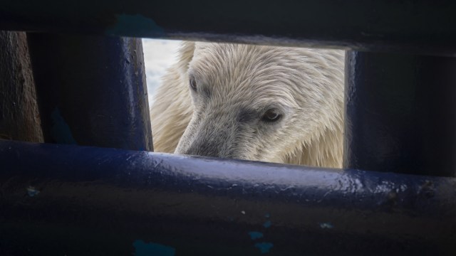 "A polar bear can smell a human from miles away."