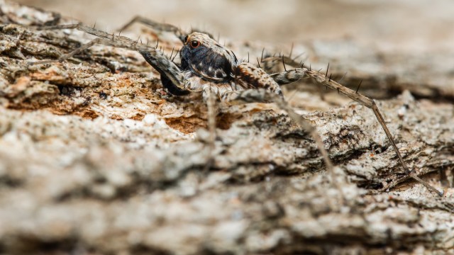 The spread of these spiders poses a serious risk.