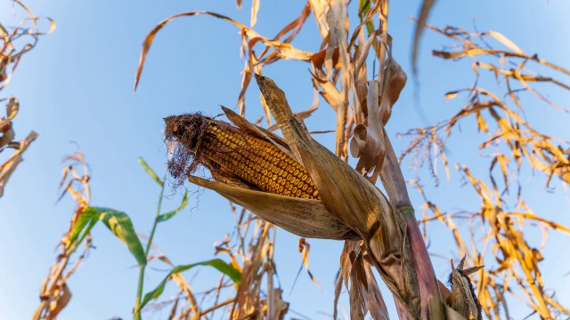 Indeed, rising food prices are a global problem.