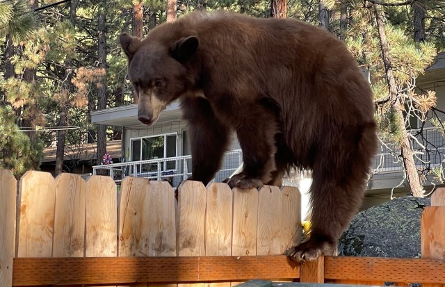 This alarming trend is a stark indicator of larger environmental issues.