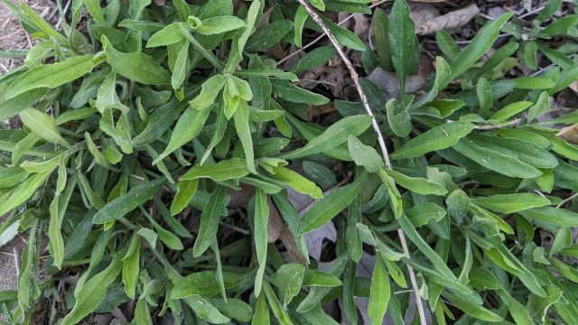 "Just a bunch of adult hall monitors."