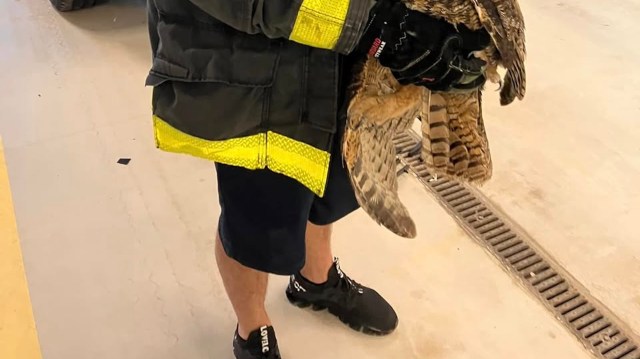 "And, yes, she is a normal grumpy owl."