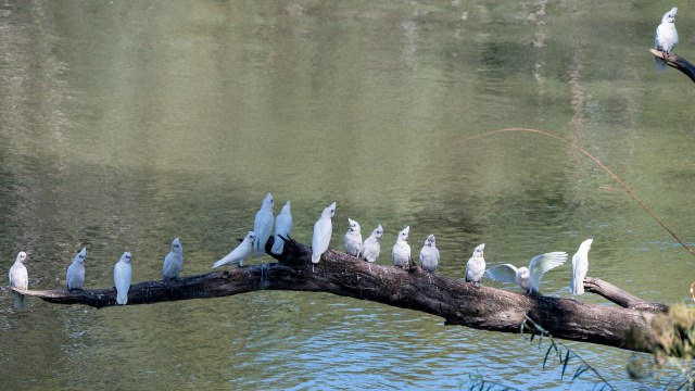 "When you approach them, they can't fly, they can barely move."