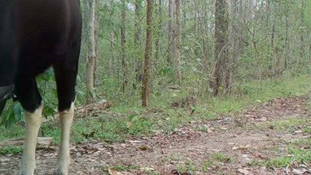 "It's a reminder of what's possible when we prioritize nature and act to protect it."