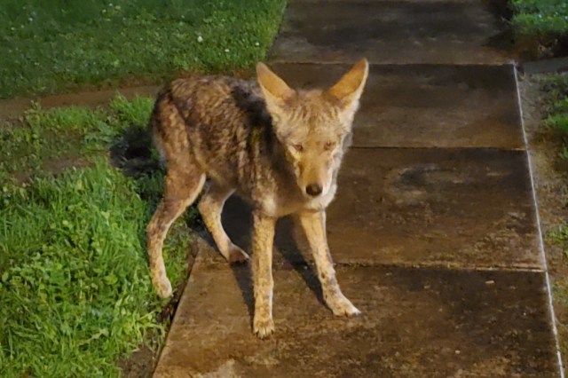 "With just one second, the coyote just bit her hand and tried to drag her."