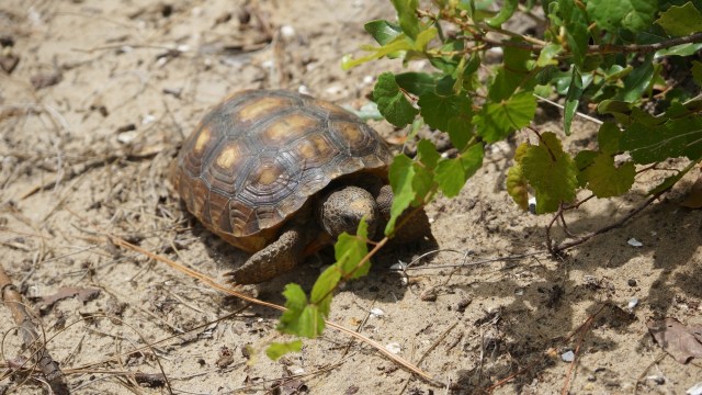 The displacement of gopher tortoises illustrates how even resilient species are being pushed to their limits.