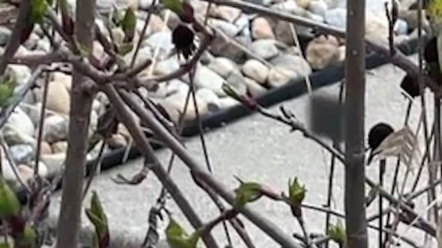 "I will wait!"
