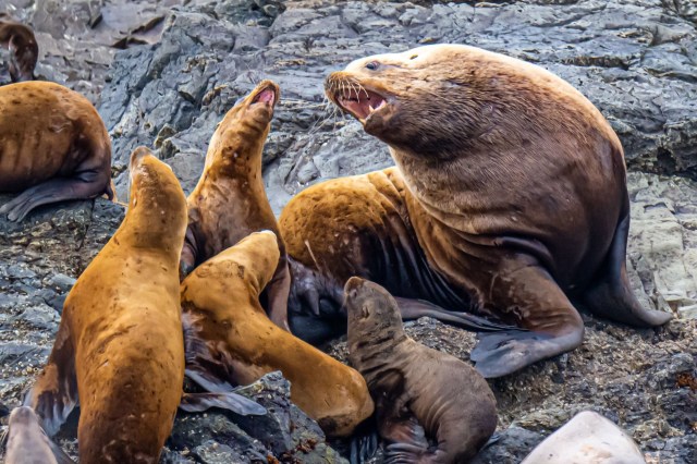 The attacks on people in the water are likely the result of a rabies-like condition.