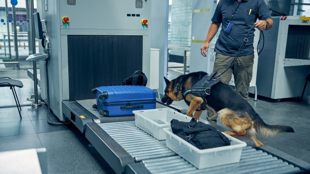 Detection dogs have a crucial role to play.