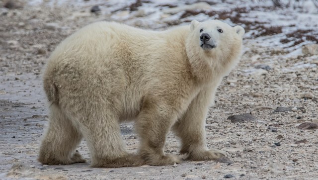 Scientists are urging governments to fund better waste management in Arctic villages.