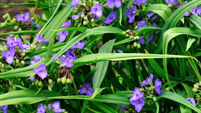 "It’s everywhere in my neighborhood."