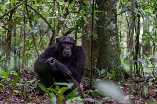 Many of the apes' evolved responses are putting them in a new kind of danger.