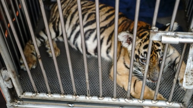 "Public safety risk."