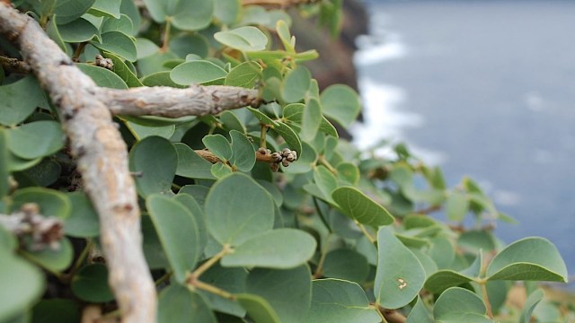 Horticulturalists have worked together to cultivate the endangered species and support its survival.