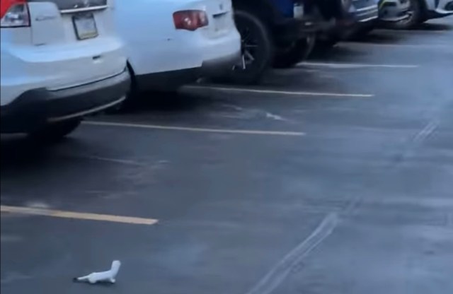 "If you try to touch them, you risk being scratched, you risk being bitten."