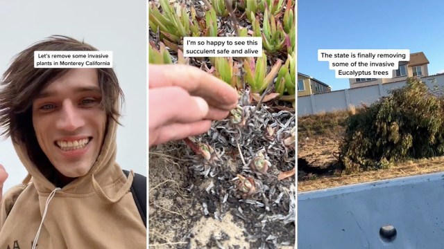 The video was taken along the coastline in Monterey, California.