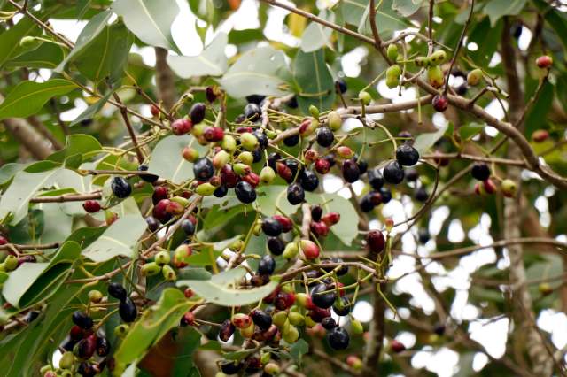 "This year, there are very few of us, because we lost a lot of our crop."