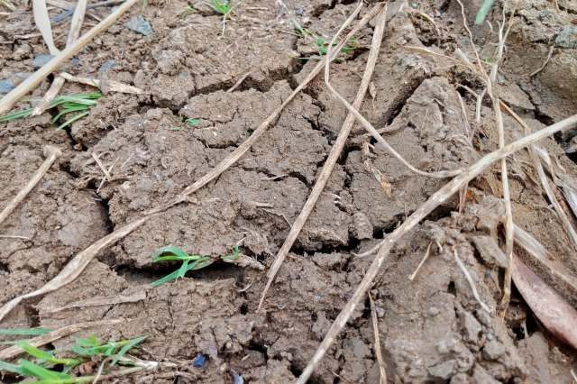 The gardener described their shock after removing the debris.