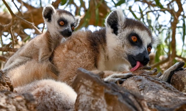 Lemurs are central to Madagascar’s biodiversity since they disperse seeds and also pollinate plants.