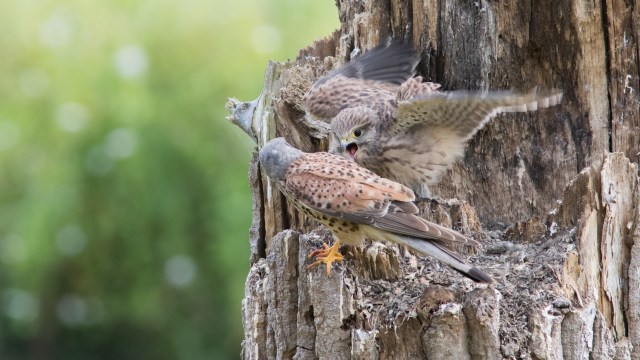 The results of the study prove the need for more in-depth knowledge.