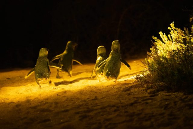 "We will certainly do our utmost to pull this little dude through."