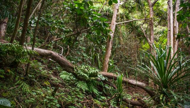 If left unchecked, this could derail conservation efforts in native forests and cost the state millions.