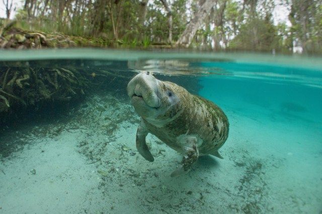"The manatee had a cut on its back that appeared to be from a boat prop."