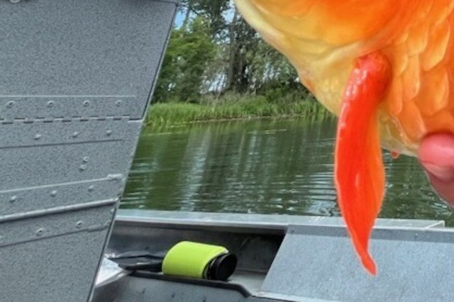 The U.S. Fish and Wildlife Service found it during a routine survey.