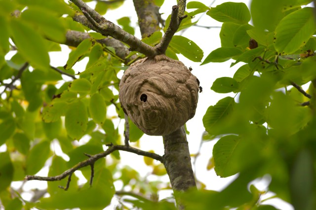 Asian giant hornets are the largest wasps in the world, growing up to two inches long.