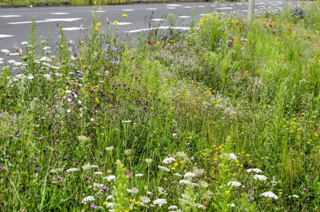 "Everyone should turn that strip of grass near their homes into a wildflower garden!"