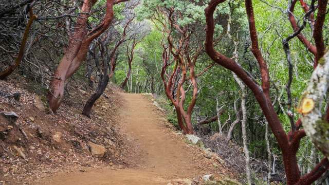 "We weren't expecting to find a new species in such a developed area."